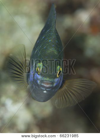 Jewel Damselfish