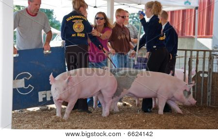 Parents et adolescents s'apprêtent à salon de porcs au nord-ouest de Washington