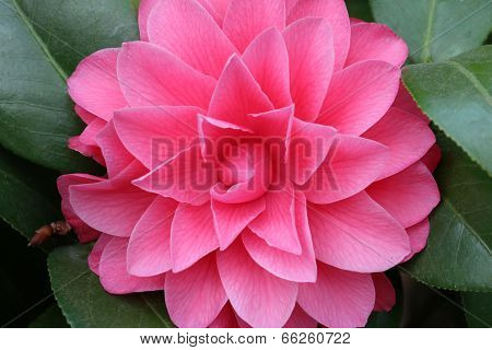 pink flower,Camellia tea flower