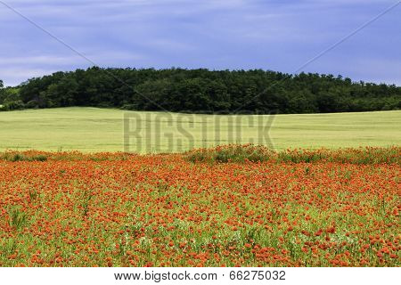 Poppy Field