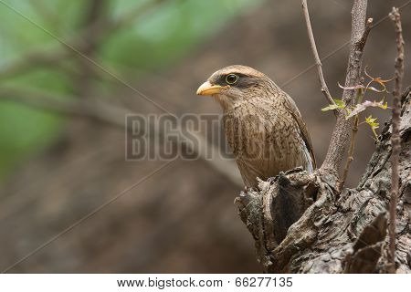 A Yellow-billed Shrike (corvinella Corvina) Looking Out From A Perch