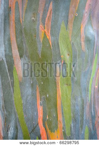 Abstract Tree Bark Background