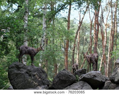Three Chamoises Standing On The Stones In The Forest