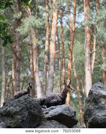 Two Chamoises Laying On The Stones In The Forest