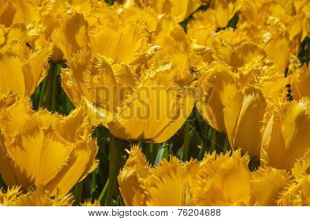 Yellow Tulips, Keukenhof, The Netherlands