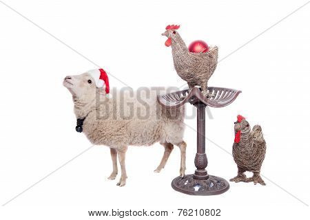 Portrait Of sheep in christmas hat On White
