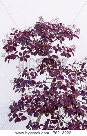 Purple Cotinus Shrub