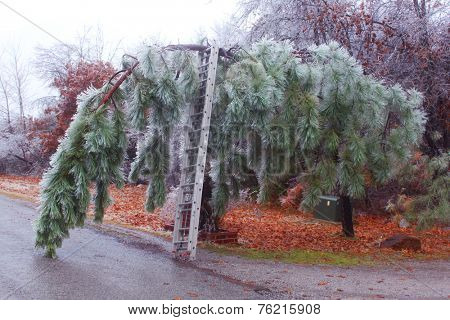 Pine trees under heavy ice 