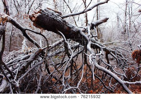 Trees under the weight of winter ice 