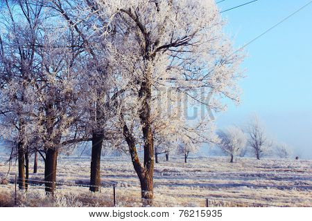 Trees under the weight of winter ice 