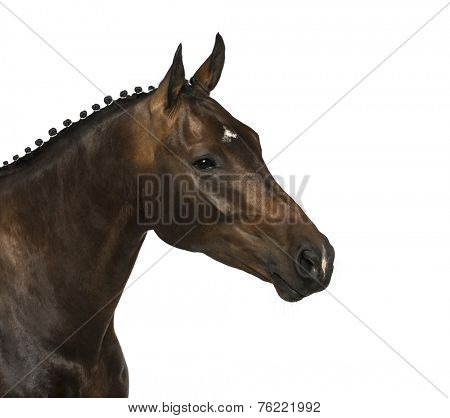 KWPN - Dutch Warmblood, 3 years old - Equus ferus caballus