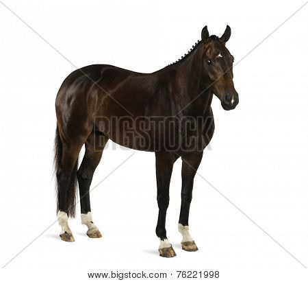 KWPN - Dutch Warmblood, 3 years old - Equus ferus caballus