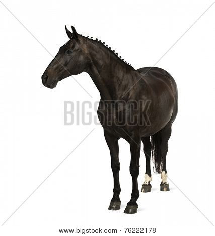 belgian sport horse (sBs) - 25 years old