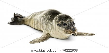 Common seal pup, isolated on white