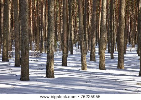 Forest in winter covered by snow