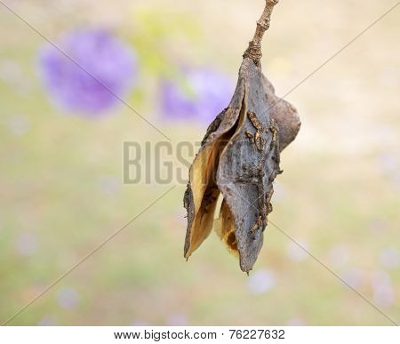 Jacaranda Seed Pod