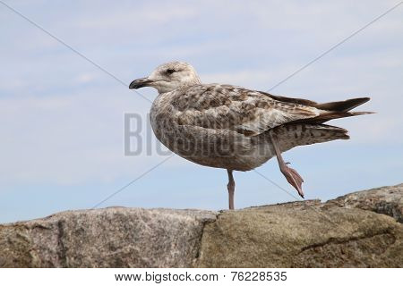 Seagull Walking