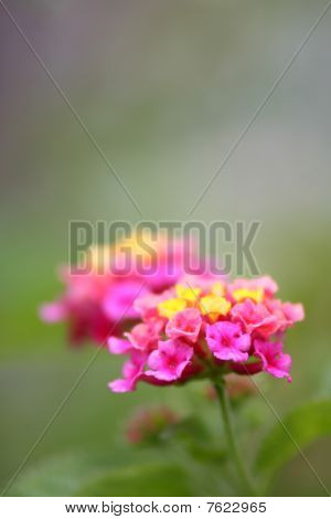 Lantana