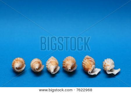 Shell