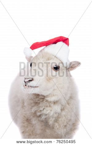 Portrait Of sheep in christmas hat On White