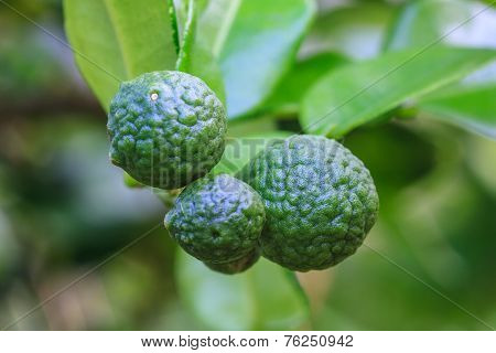 Bergamot On Tree