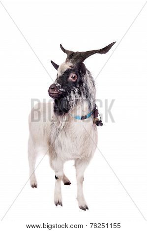 Gray dvarf goat on white