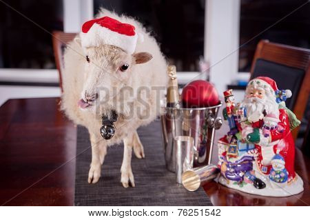 Portrait Of sheep in christmas hat On White