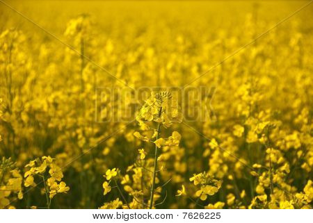Campo de estupro amarelo