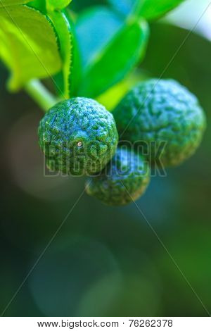Bergamot On Tree