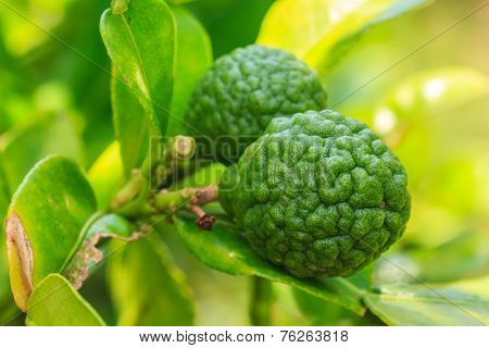 Bergamot On Tree