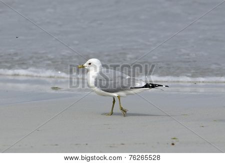Common Gull