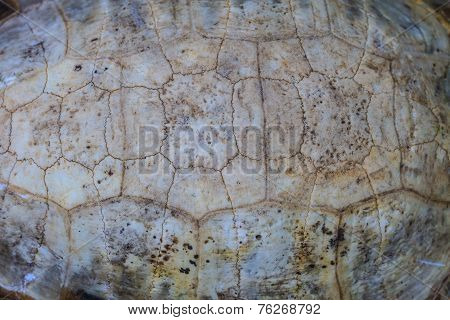 Texture Of Turtle Carapace
