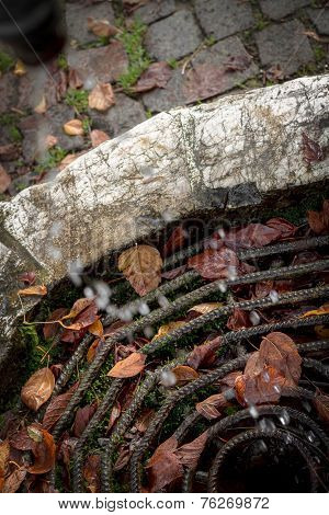 Wet leaves