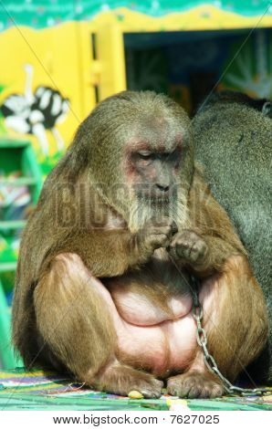 singe