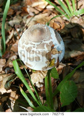 Skog svamp