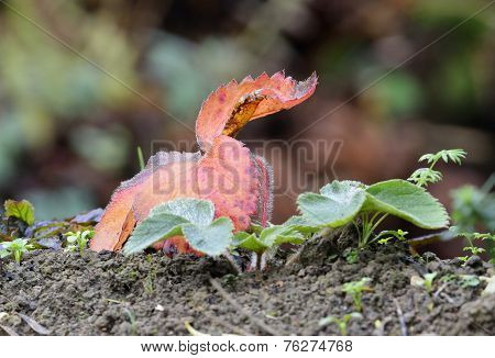 Strawberry Leaves In Winter
