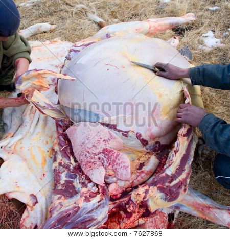 Pastores descuartizan el cadáver de una vaca