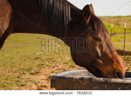 Plnokrevníka u koryta