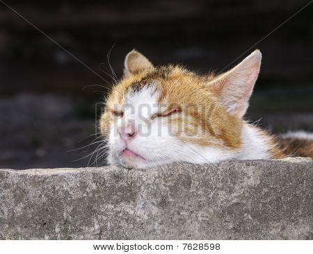 Kedi portresi