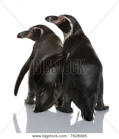 Humboldtovi, Spheniscus Humboldti, stojící před bílým pozadím