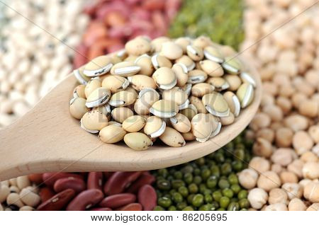 Lablab Bean
