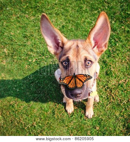  a cute dog in the grass at a park during summer with a butterfly on his or her nose 