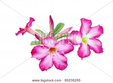 Adenium Obesum Flower