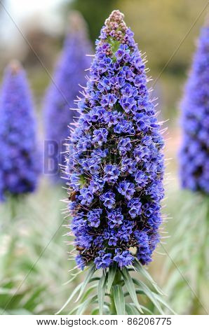 Echium Fastuosum Flower