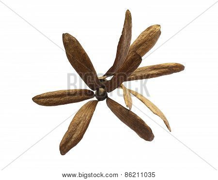 Dry Dipterocarpus Alatus Isolated