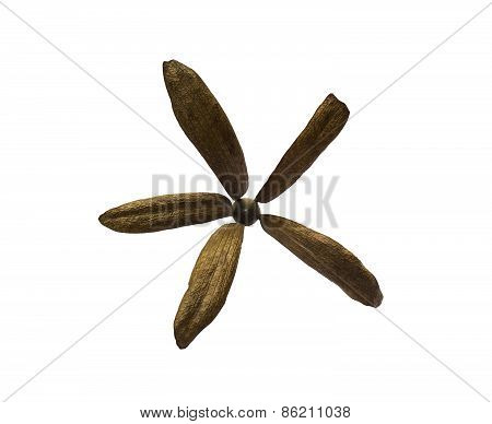Dry Dipterocarpus Alatus Plant Isolated