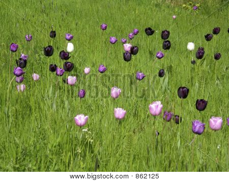 Wilde Tulpen im Feld