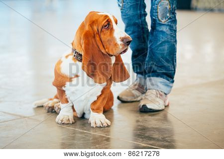White And Brown Basset Hound Dog Portrait With Owner