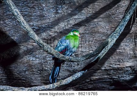 Parrot Tropical Bird