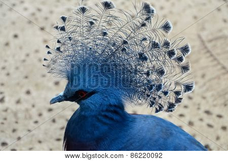 Parrot Tropical Bird